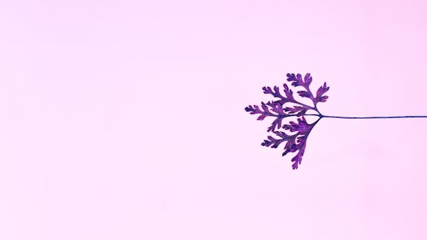 A delicate purple leaf on a soft pastel background creates a minimalist aesthetic.