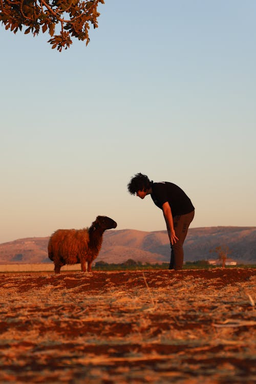 Immagine gratuita di alla ricerca, animale, bestiame