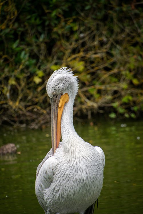 Close-up Photo of White Pelican 