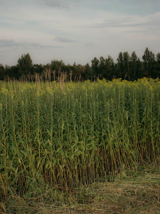 Foto profissional grátis de agricultura, área, céu