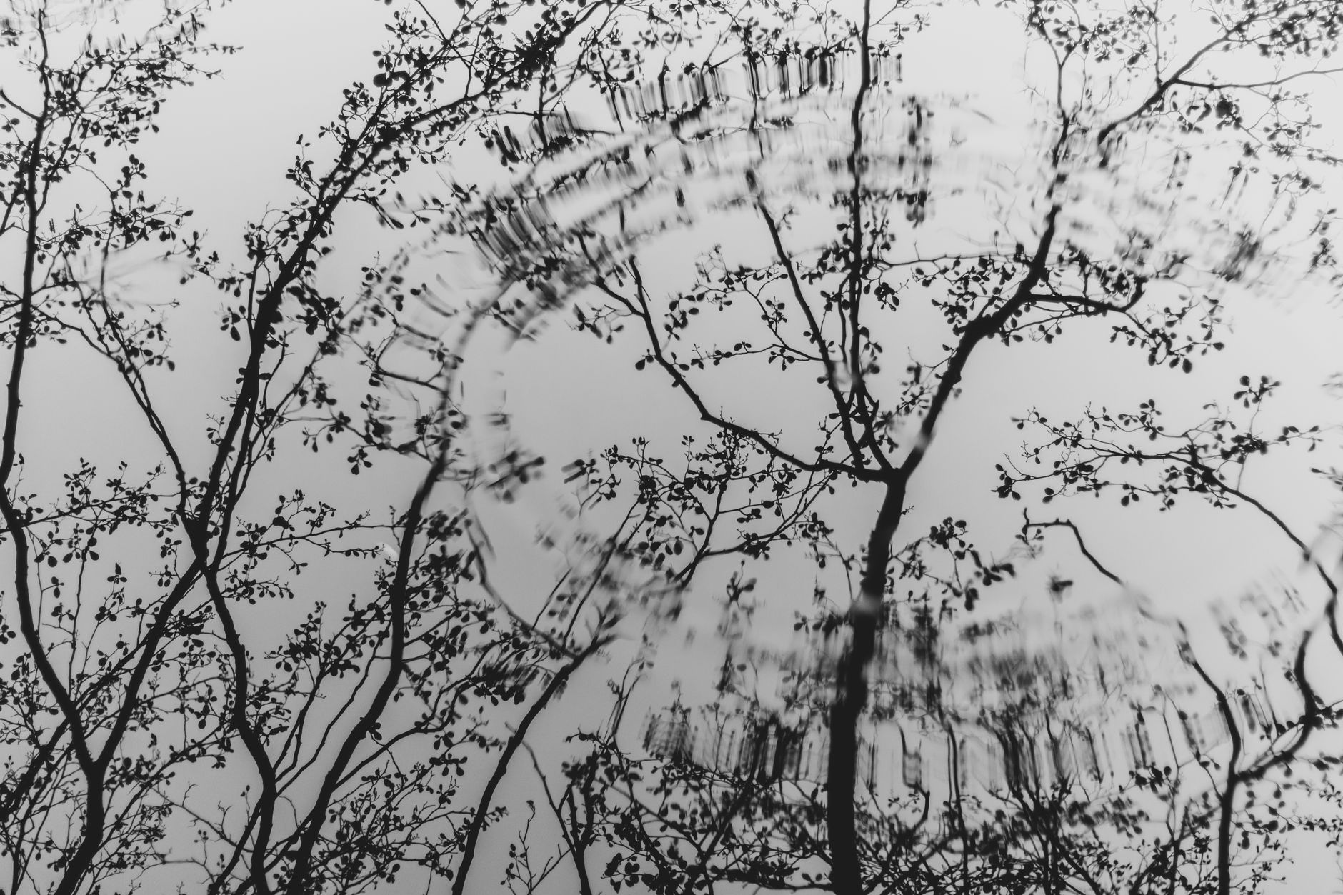 Grayscale image of tree branches reflected in water creating abstract patterns.