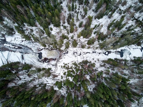 Foto profissional grátis de aerofotografia, árvores, atraente