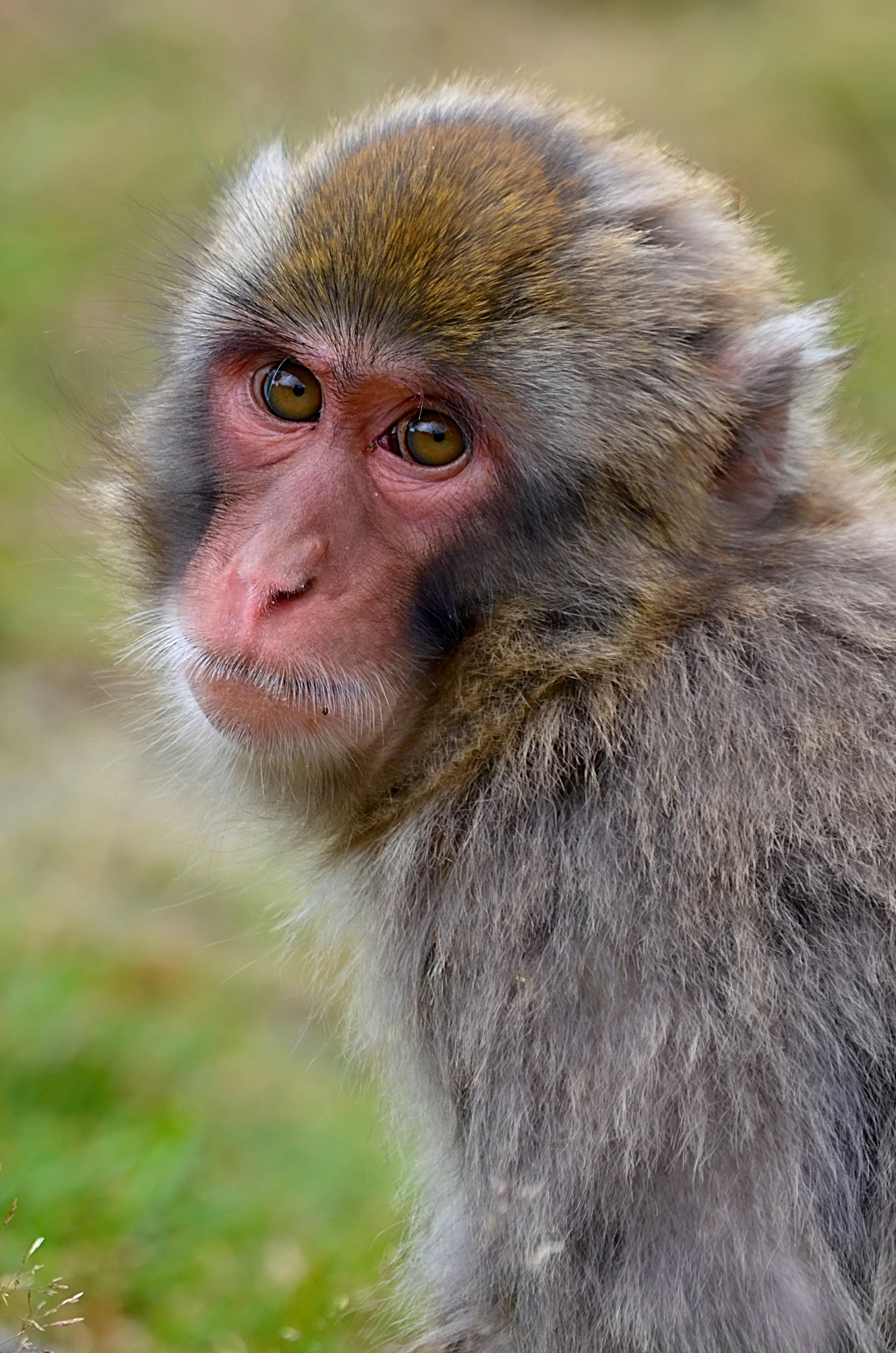 Monkey Sitting on a Railing · Free Stock Photo