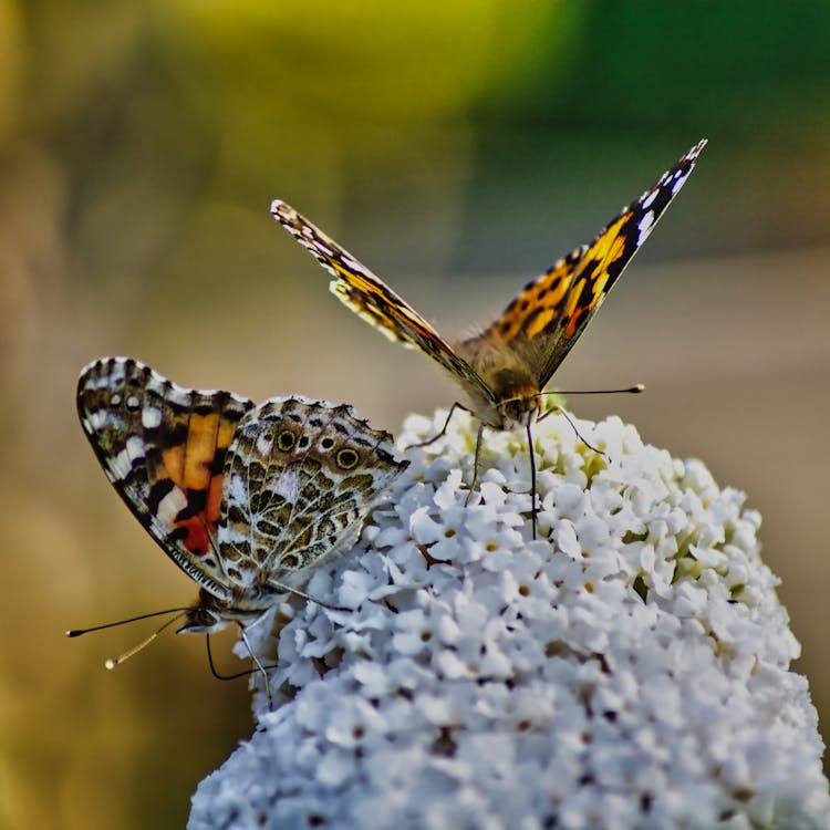 Close-Up Shot Of Two Painted Lady Butterflies On White Flowers