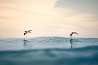 Two Boobies Flying over the Blue Ocean