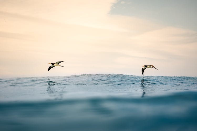 Two Boobies Flying Over The Blue Ocean