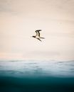 Brown Booby Bird flying over Sea