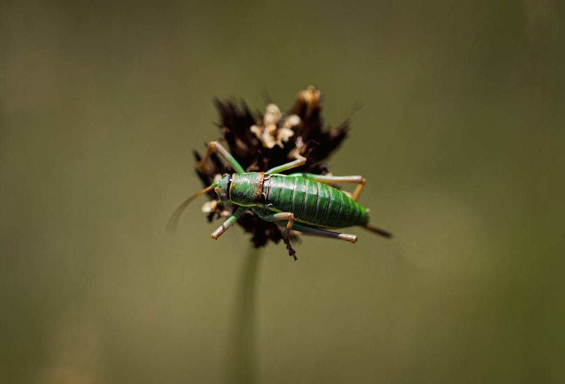 Macro Shot of a Green Grasshopper