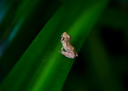 Close-Up Shot of a Frog on a Leaf