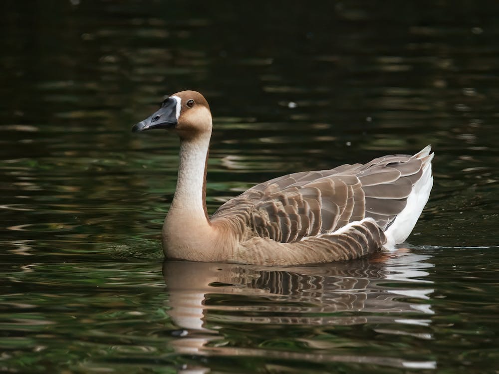 Close-up Photo of Goose on the Pond 