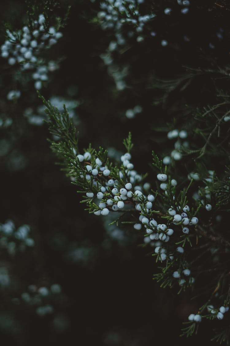 Eastern Red Cedar White Flowers 