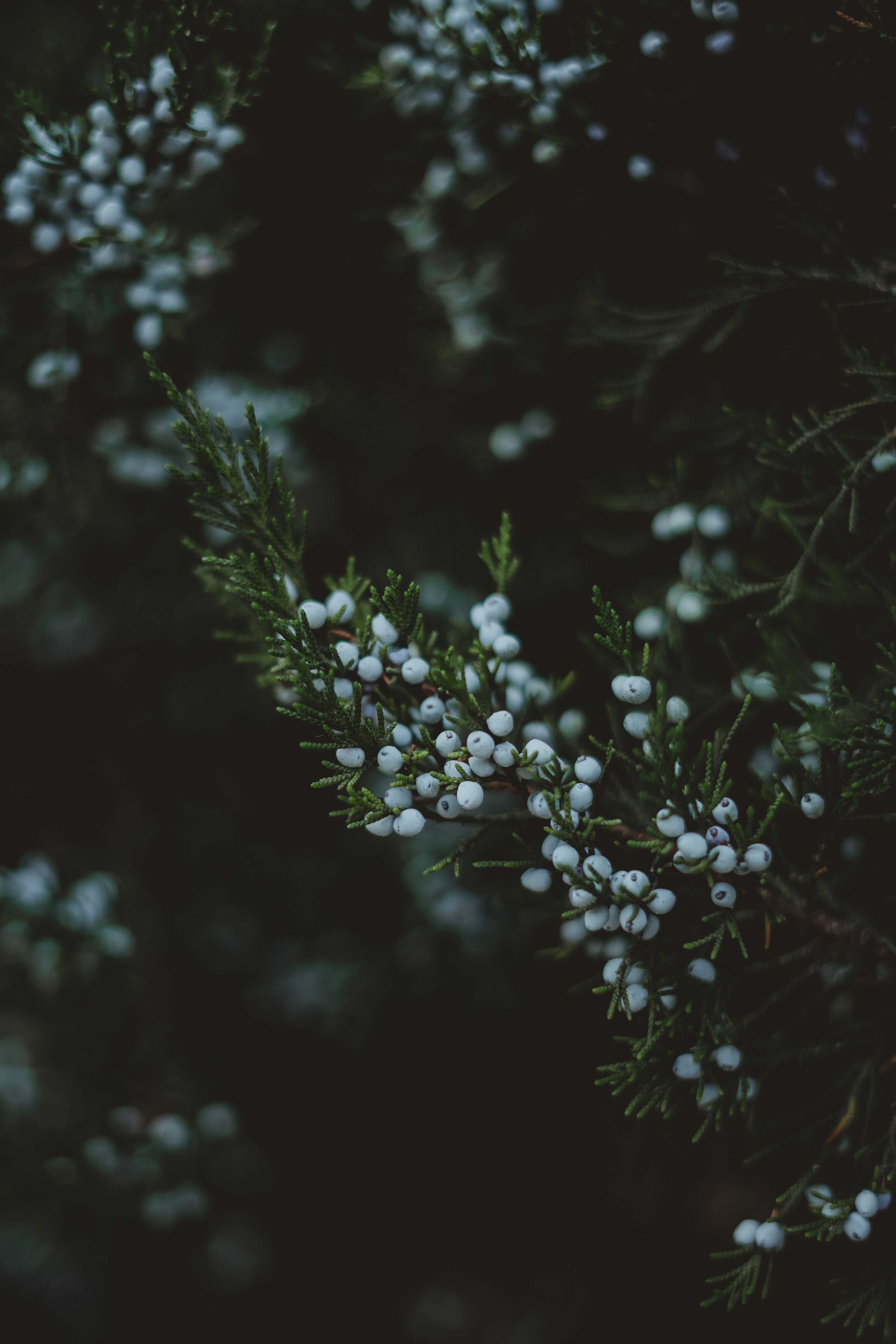 White Flowers In The Field Free Stock Photo
