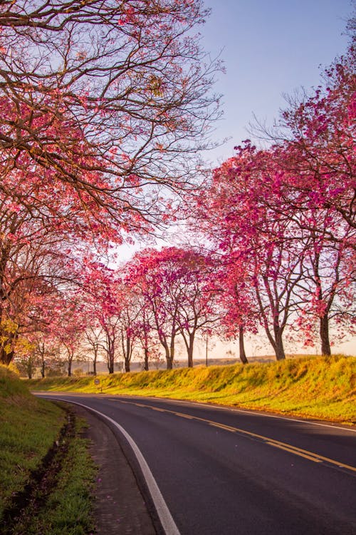 Tarmac Road between Pink Trees