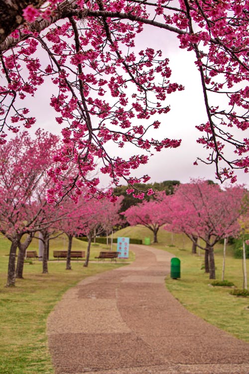 Pink Cherry Blossom Trees in the Park