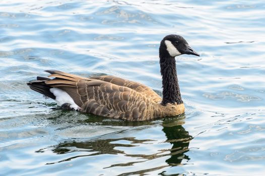 A Canadian goose gliding serenely on the rippling water surface.
