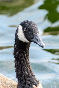 A detailed close-up of a Canadian goose swimming in a serene water setting.