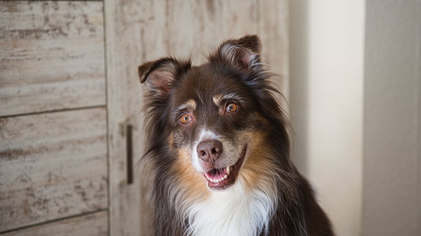 Getting a Dog to Actually Listen: The Mechanics Behind Reliable Responses