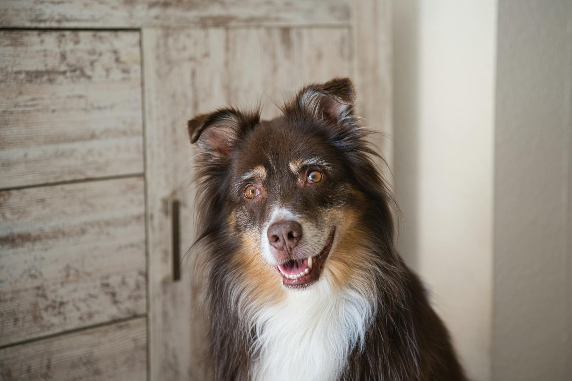 Cute Border Collie Staring at Camera