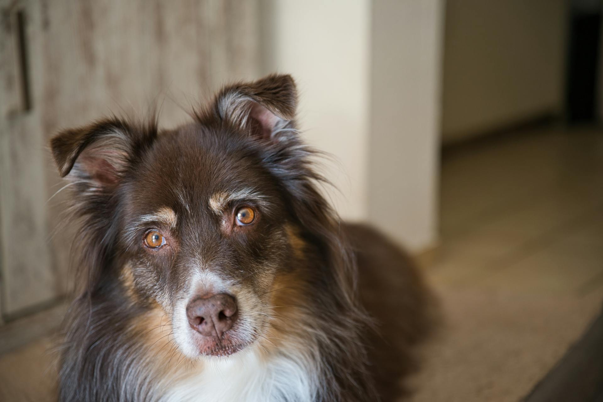 Close-up Photo of a Cute Australian Sheperd