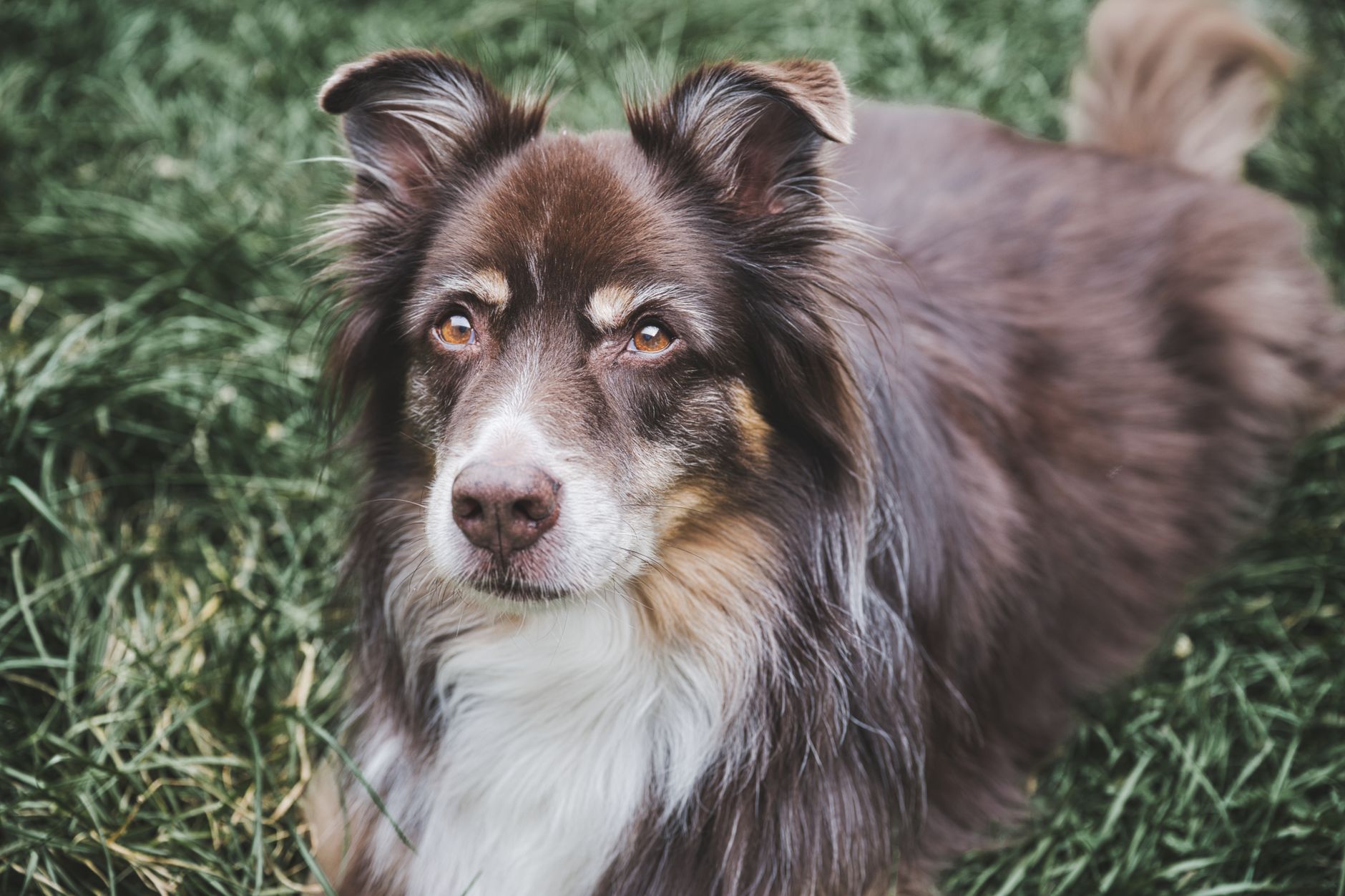 Veterinary care for a dog