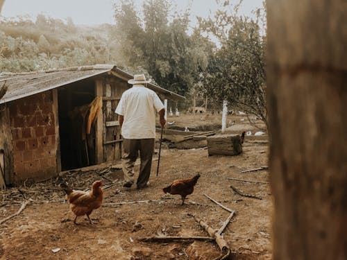 Fotobanka s bezplatnými fotkami na tému chalupa, chôdza, farma