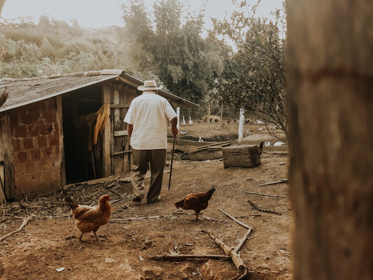 Elderly Man Walking With Cane Near A Shack 