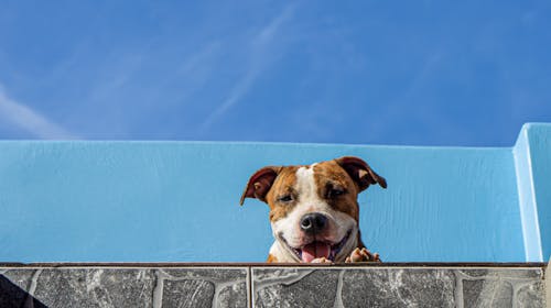 Free Low Angle Shot of an Adorable Pitbull Stock Photo