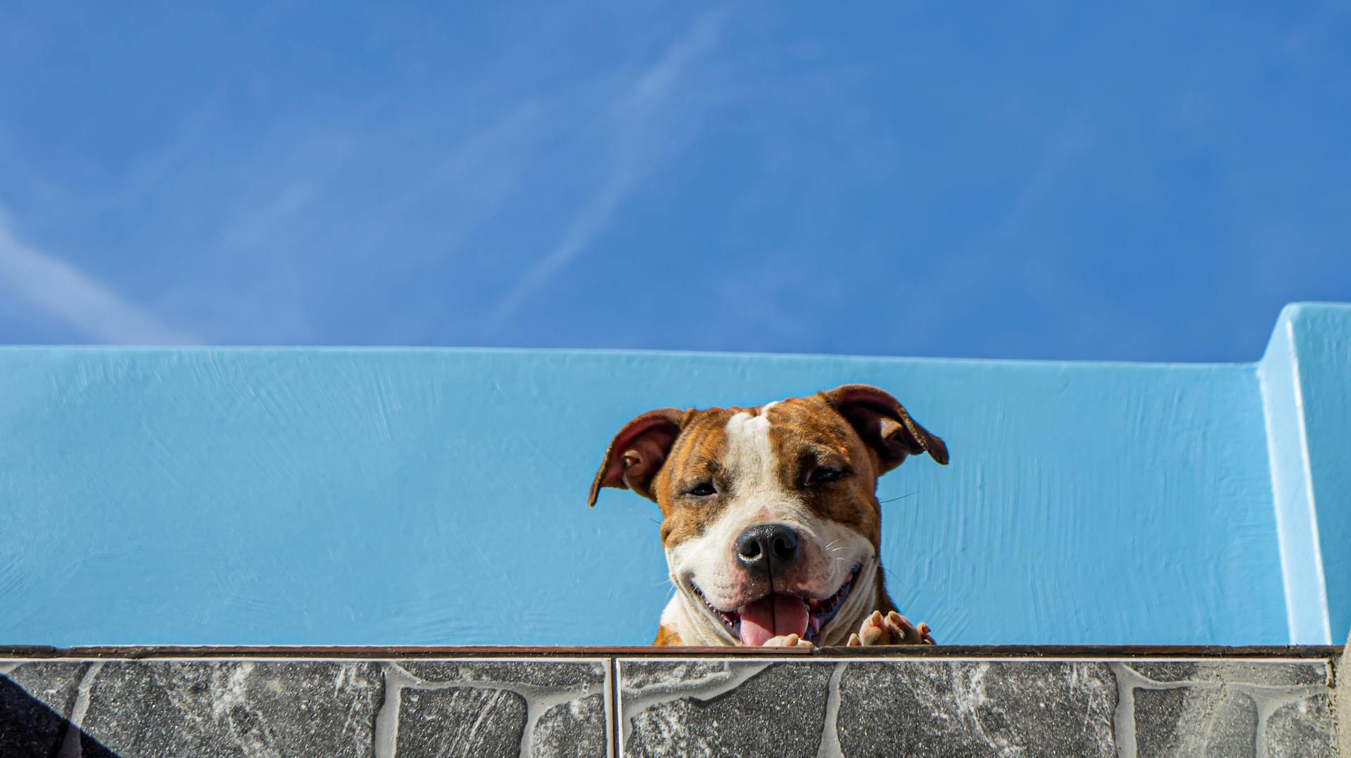 Une photo prise à bas angle d'un pit-bull adorable