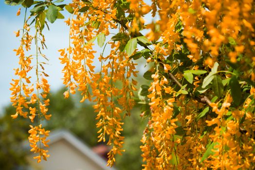 Yellow Flowers Hanging from Tree Branches 