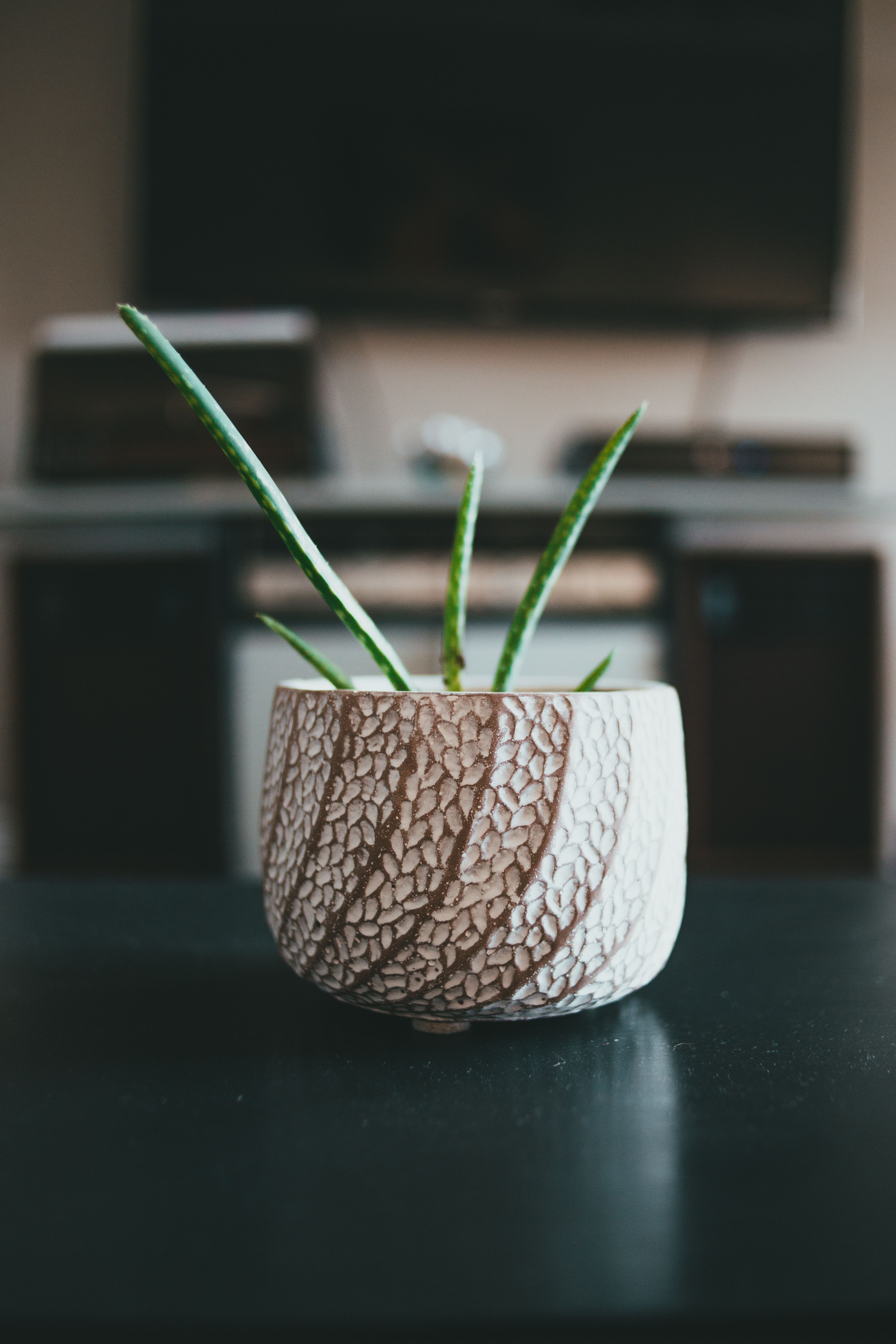 A close-up image of an aloe vera plant in a stylish, textured ceramic pot indoors.