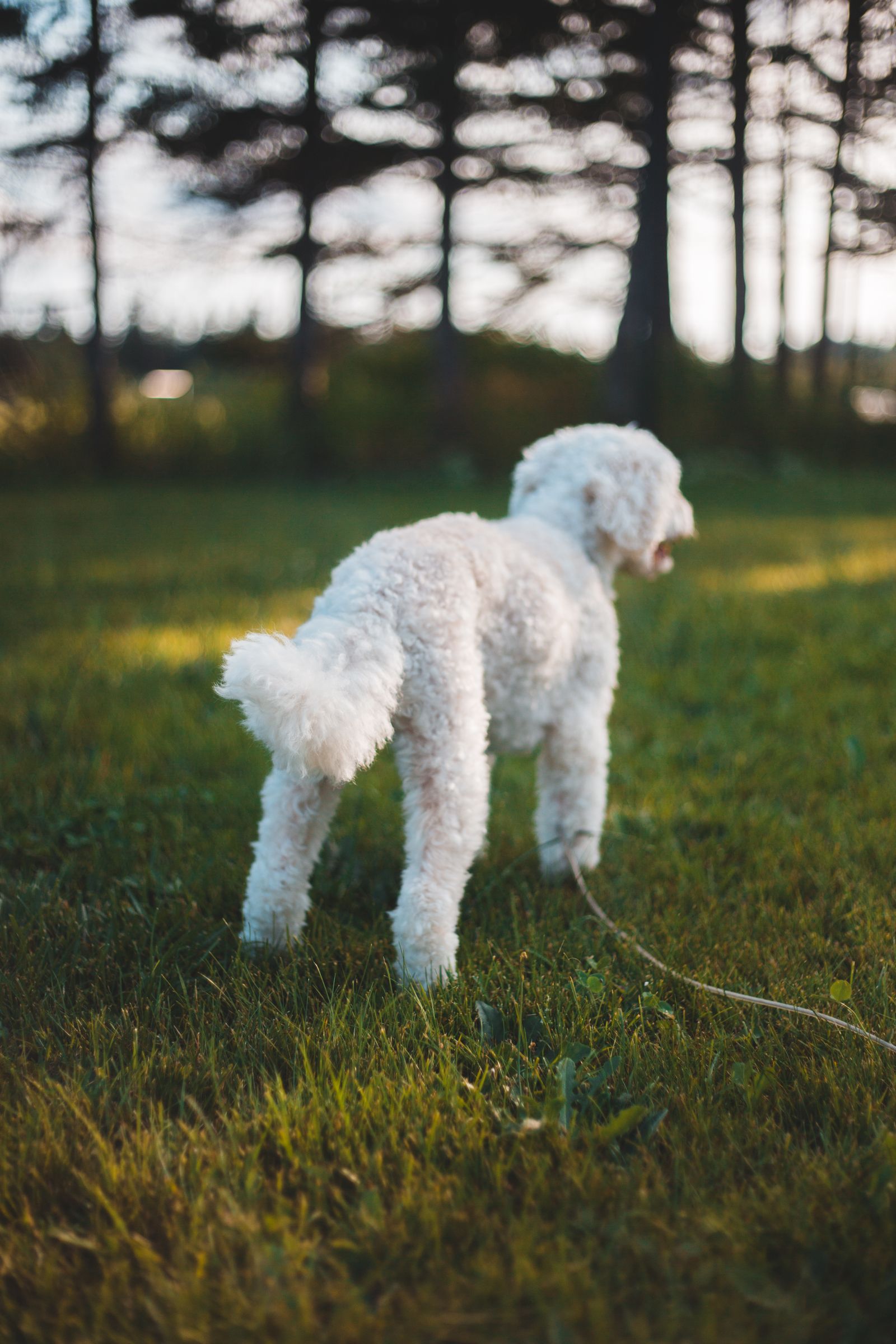 晴れた芝生にいる白いトイ・プードル