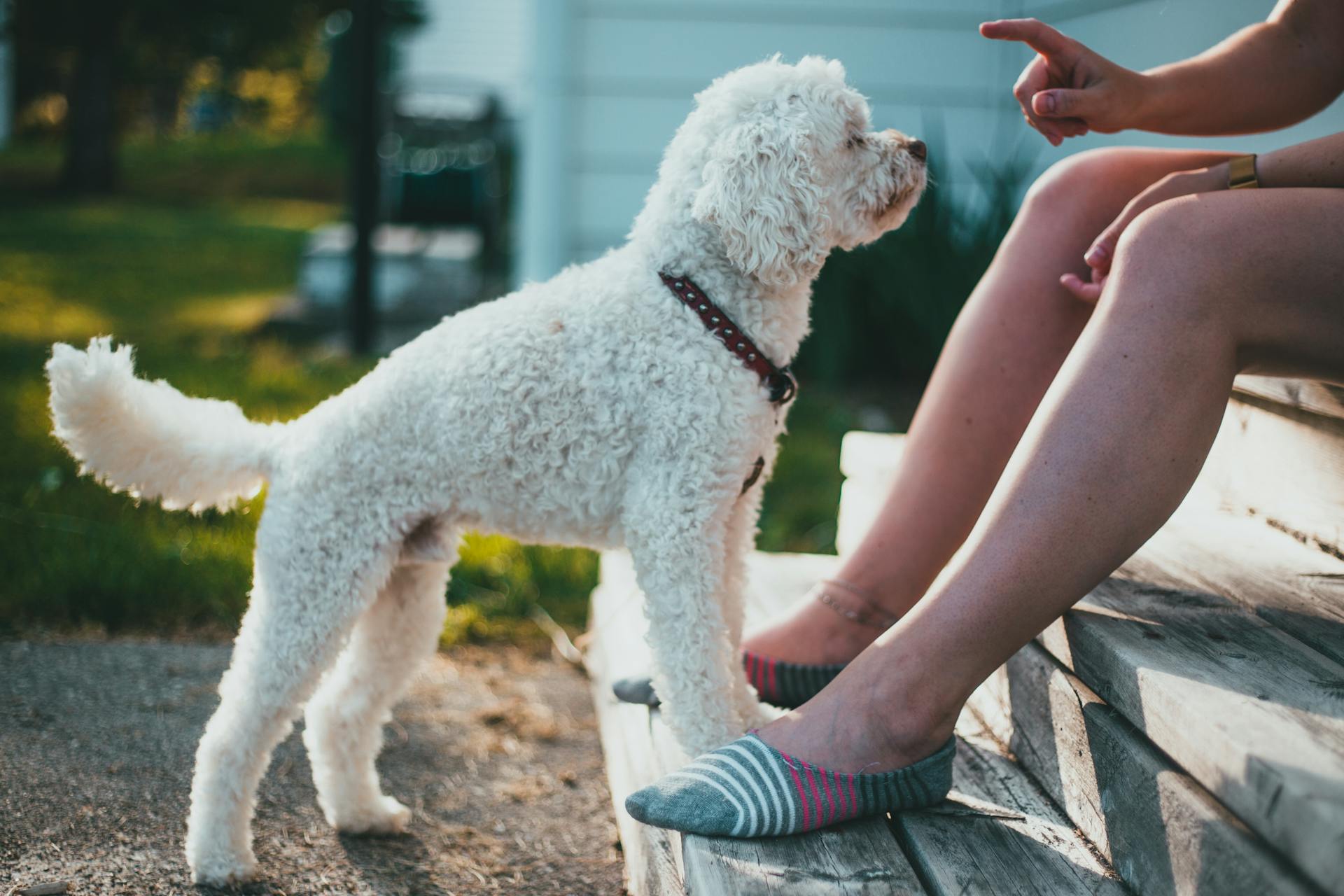 A Toy Poodle in front of It's Owner