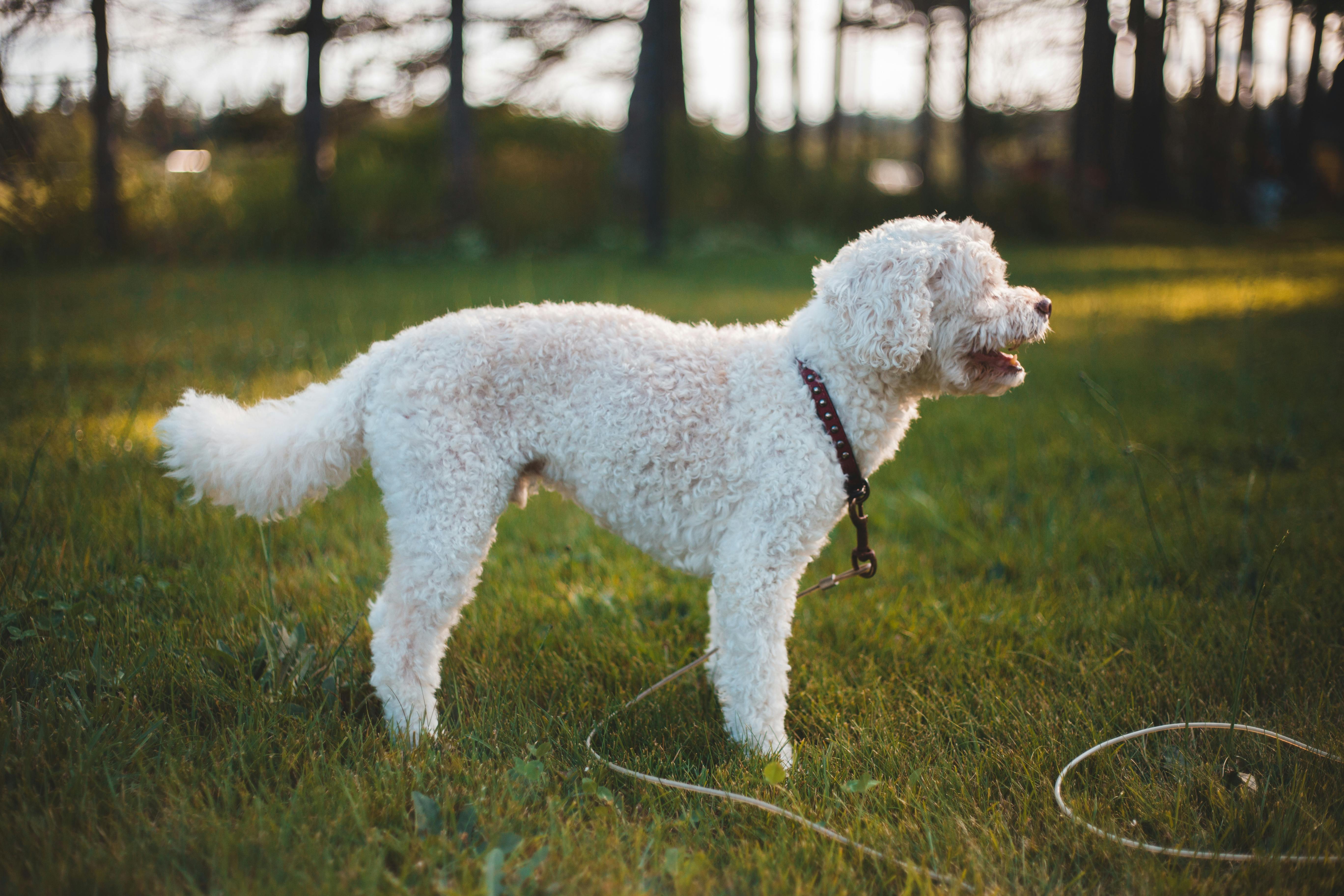 A Toy Poodle on Grass