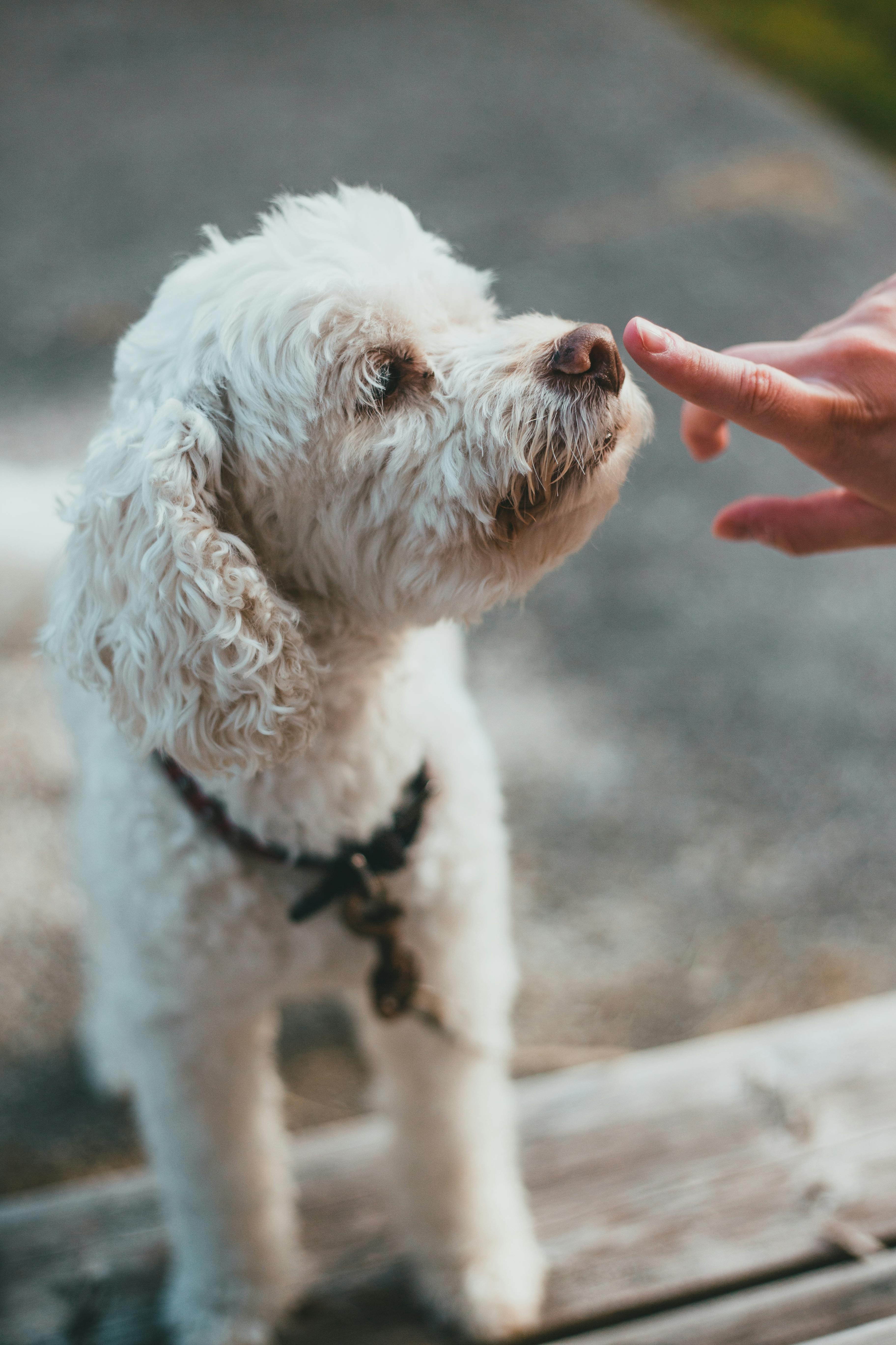 Why Do Dogs Have Wet Noses? Discover the Surprising Reasons! 4 The Connection Between Dog Behavior and Nose Moisture: What You Need to Know