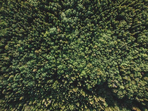 免費 天性, 森林, 樹木 的 免費圖庫相片 圖庫相片