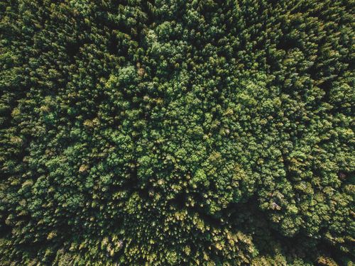 Free Aerial drone view of dense, lush green forest showcasing natural beauty and environmental conservation. Stock Photo