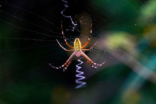 Colorful Spider Hanging on Web