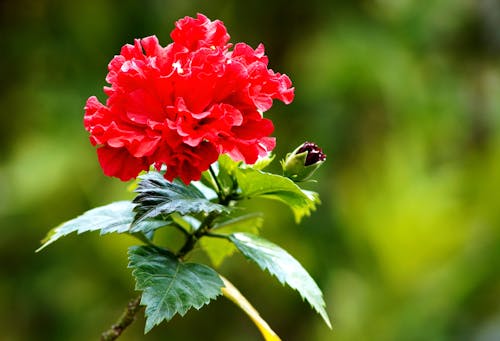 Imagine de stoc gratuită din a închide, delicat, floare roșie