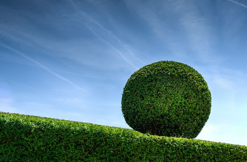 Well-maintained garden hedges