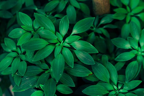 Close-up Photo of Green Plants 