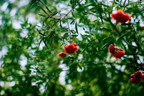 Red Flowers on Green Tree