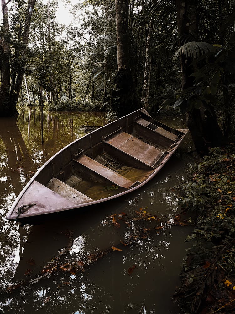 
A Boat On A Swamp In A Forest