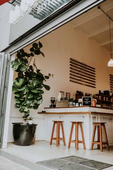 Elegant coffee shop interior featuring a lush fiddle leaf fig and inviting seating area.