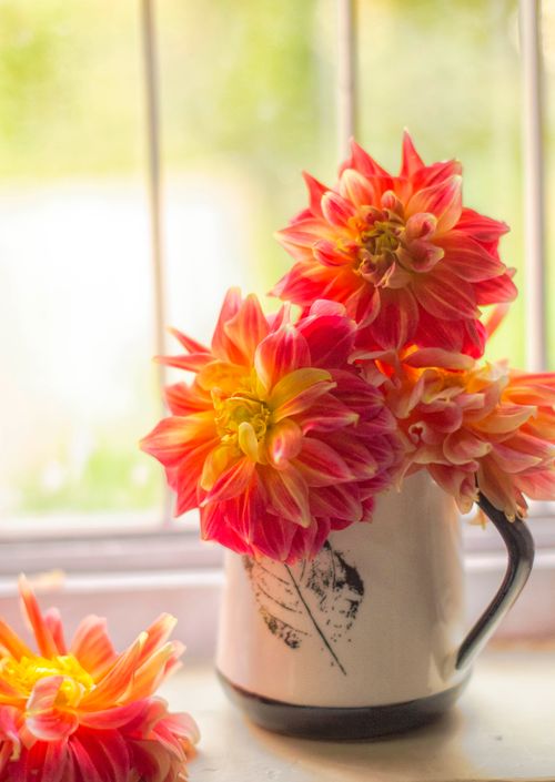 Free stock photo of beautiful flowers, blooming flower, dahlia Stock Photo