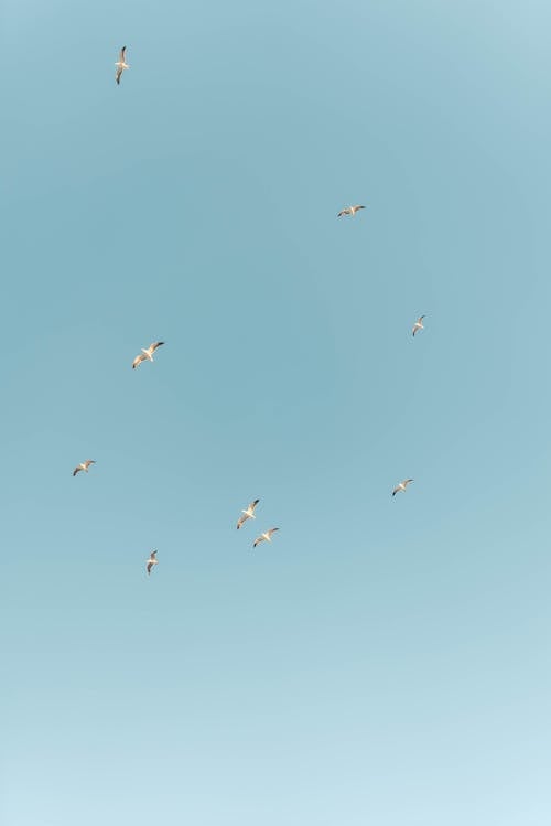 一群鳥, 垂直拍攝, 從下面 的 免費圖庫相片