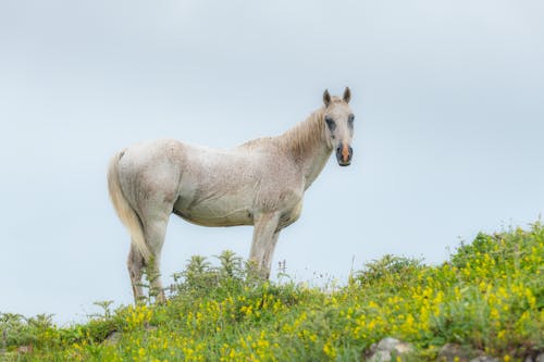 White Horse on Green Grass 