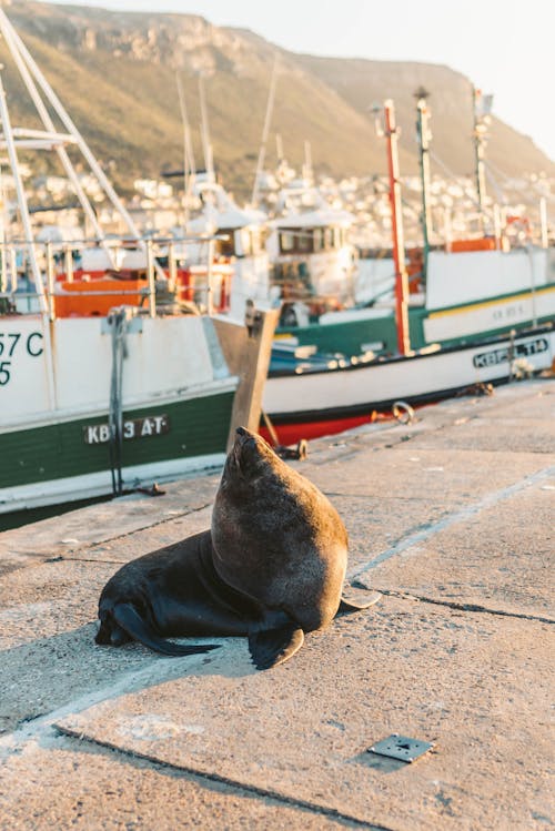 Free Black Seal Lying on Concrete Dock Stock Photo