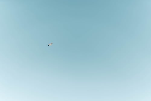 Foto d'estoc gratuïta de au, aviari, cel blau