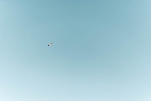 A lone seagull gracefully flies against a clear blue sky, capturing a sense of freedom and tranquility.