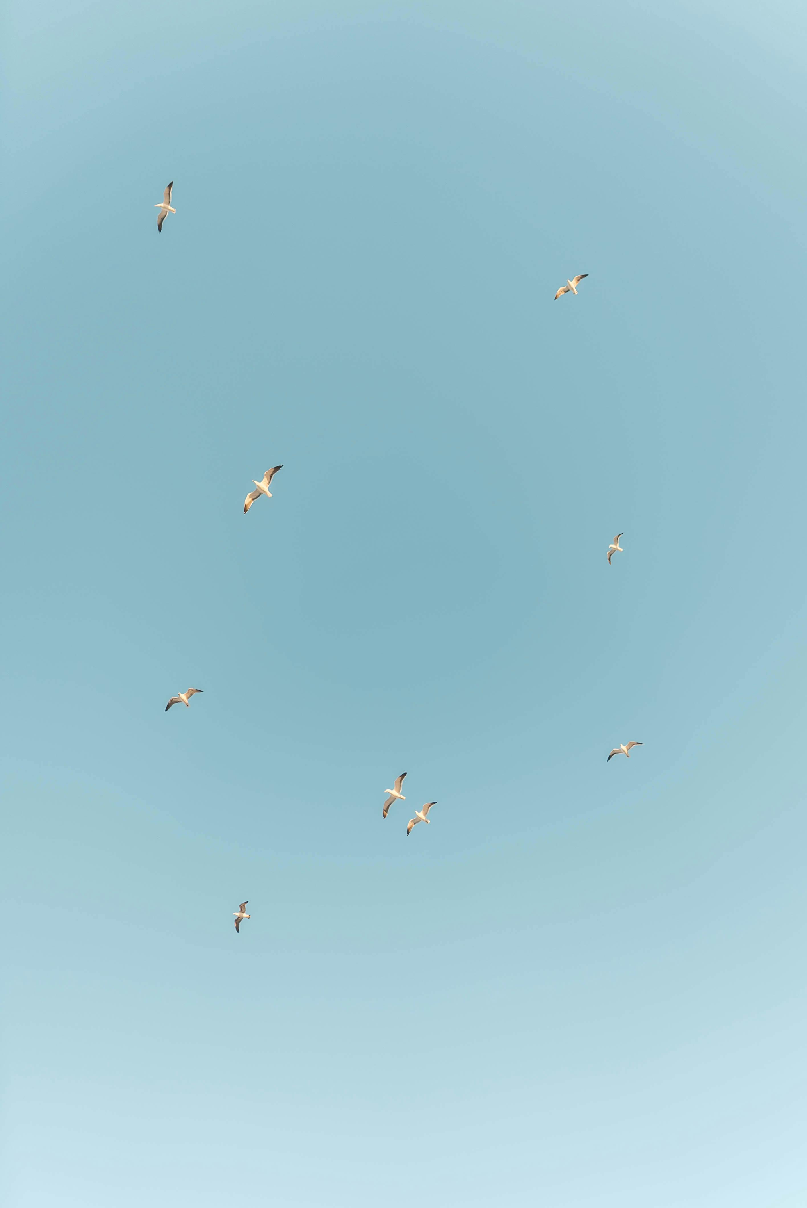 Gratuit Păsări Care Zboară Pe Cerul Albastru Fotografie de stoc